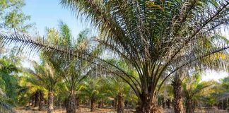 Crece la producción de palma aceitera en Nicaragua