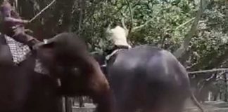 Trágico: Adolescente muere aplastado por elefante en Bangladesh (Video)