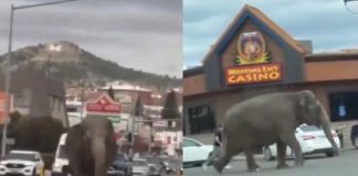 El caos se armó: Elefante se escapa de un circo en Montana, Estados Unidos