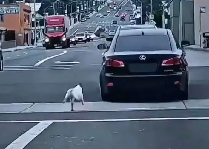 Perrito abandonado persigue a su dueño en plena carretera