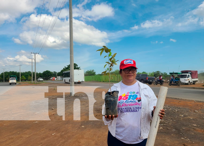 Foto; Alcaldía de Managua y Jóvenes Deportistas, reforestan 3.7 kilómetros de la pista Larreynaga/ TN8