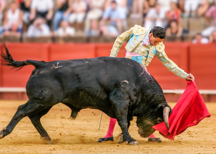 Prohibidas las corridas de toros en Colombia 