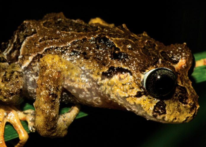 Foto: ¡Increíble descubrimiento en Ecuador! /cortesía