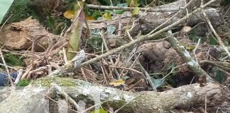 Foto: Tragedia en Jalapa: Hombre fallece tras ser aplastado por un árbol en Nueva Segovia/TN8