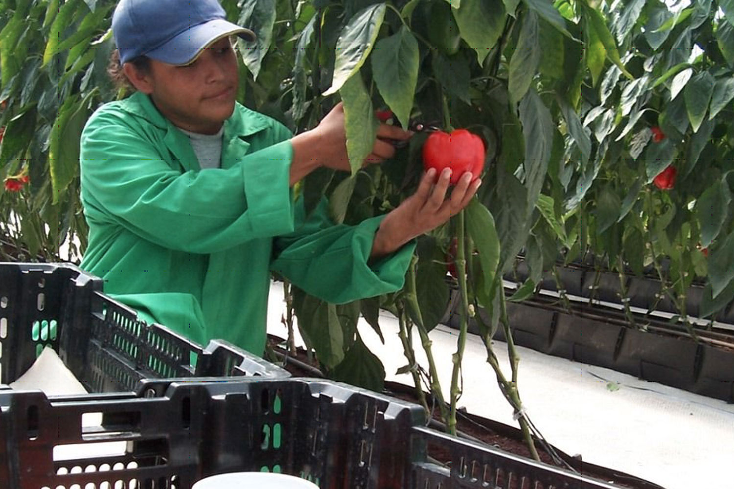 Foto: Buena salida de cosecha de hortalizas en Nicaragua durante mayo de 2024 / Cortesía