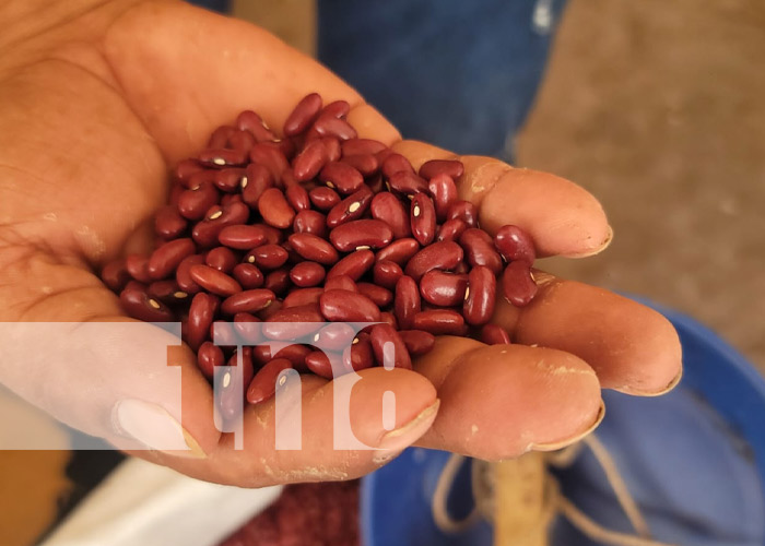 Feria de variedades de semillas criollas en Boaco 
