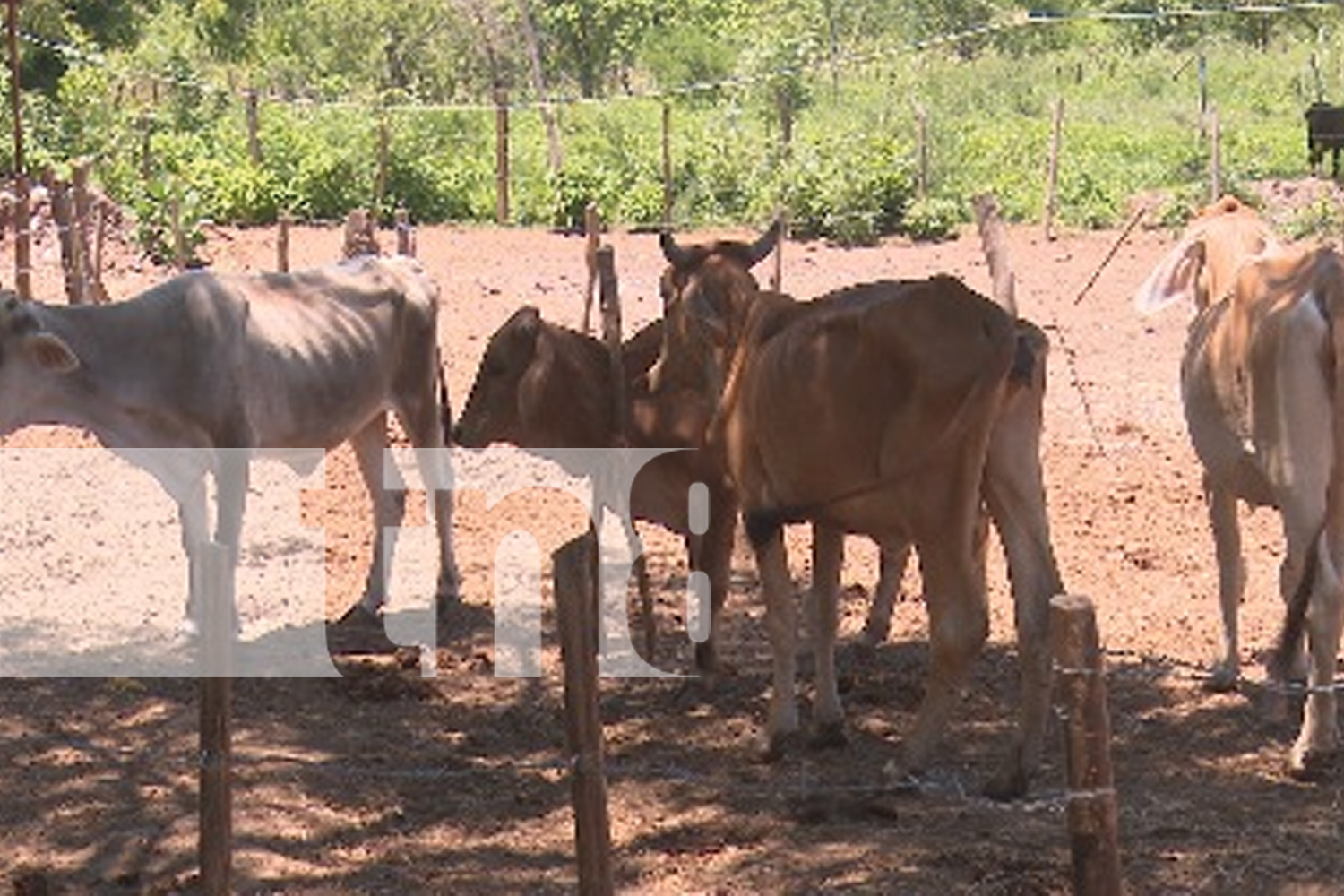 Compromiso con el desarrollo del sector agrícola en Nagarote