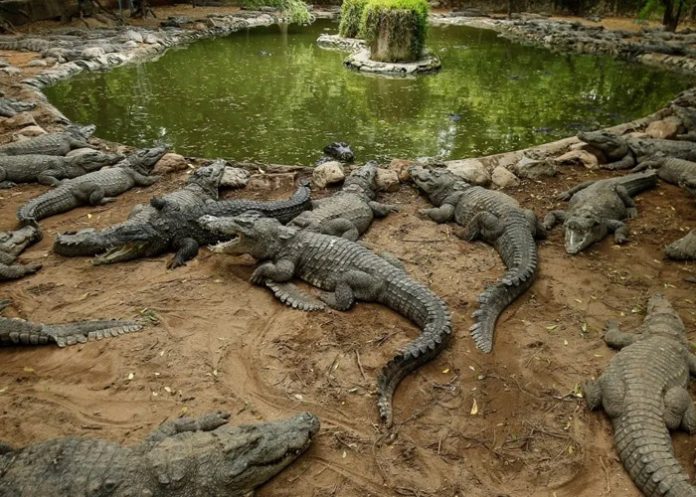 Arroja a su hijo a un canal plagado de cocodrilos en India