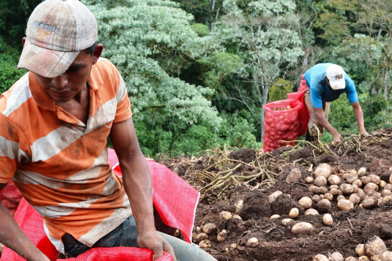 Foto: Buena salida de cosecha de hortalizas en Nicaragua durante mayo de 2024 / Cortesía