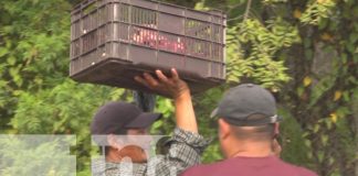 Foto:Indignación entre pobladores de Estelí por destace de vaca atropellada /TN8