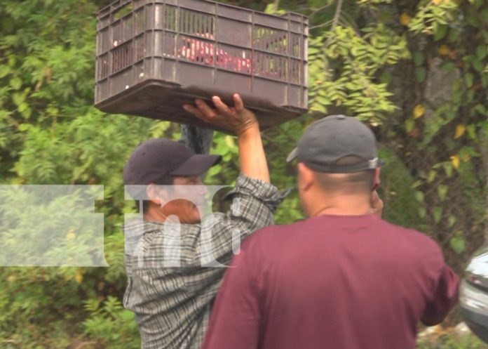 Foto:Indignación entre pobladores de Estelí por destace de vaca atropellada /TN8