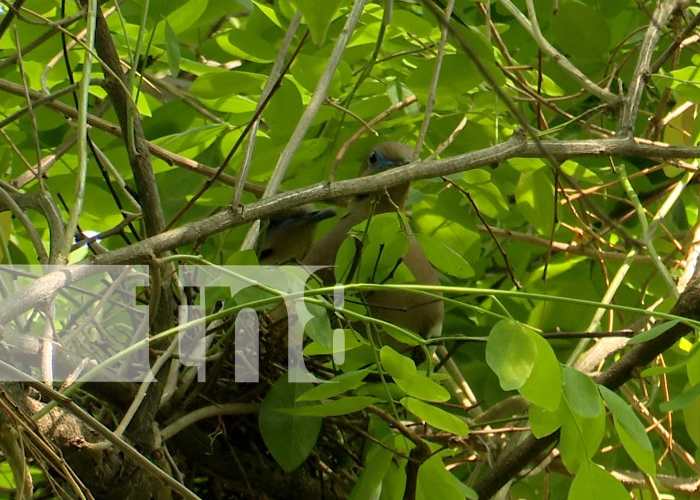 Foto:Más educadores ambientales: Niños aprenden la importancia del cuidado de los recursos forestales/Cortesía