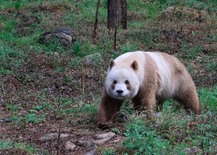 Foto: Increíble descubrimiento en China /cortesía