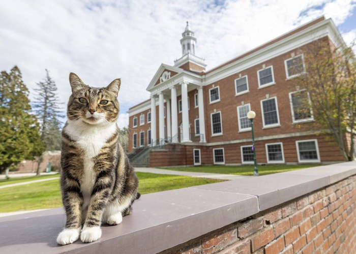 Universidad otorga doctorado honorífico a un gato