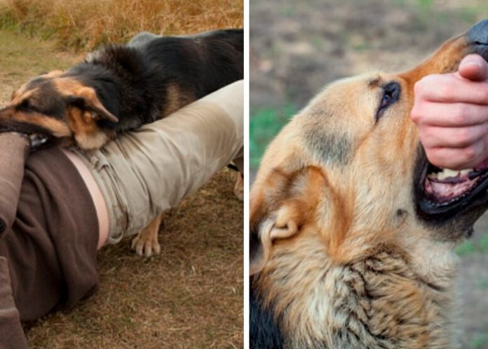 Foto: Padre defiende a su hija de presunto acosador: Se lanza con perros salvajes /Cortesía