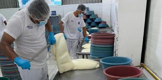 Foto:Producción de queso en buen crecimiento en las exportaciones/Cortesía