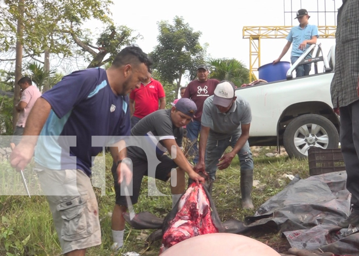 Foto:Indignación entre pobladores de Estelí por destace de vaca atropellada /TN8