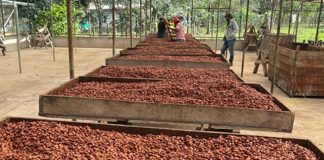 Foto:Producción de cacao con resultados satisfactorios/Cortesía