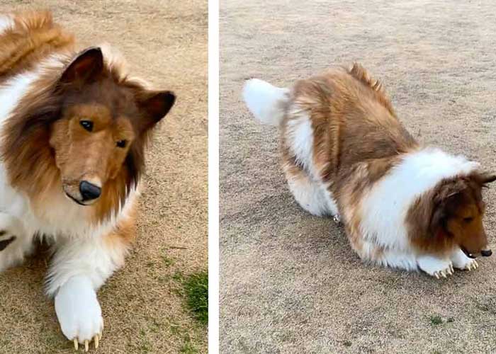 Foto: Toco el hombre perro está arrepentido, ahora quiere ser otro animal / Cortesía