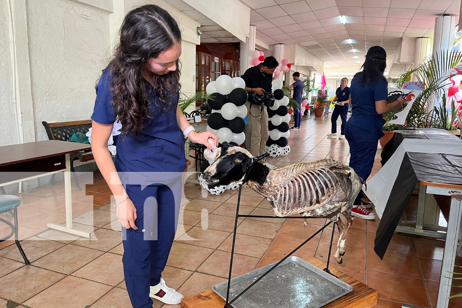 Foto: Formación veterinaria en universidades de Managua / TN8