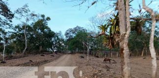 Foto: Mejores condiciones de caminos rurales en La LIbertad, Chontales / TN8