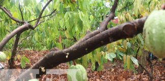 Foto: Cooperativa de cacao en Rosita, Caribe Norte / TN8