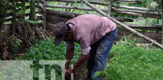 Foto: Buenas expectativas por lluvias en Masaya para los cultivos / TN8