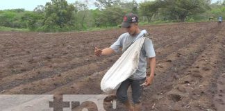 Foto: Buenos cultivos en tierras de Nandaime y Diriomo / TN8