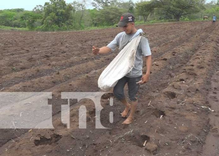 Foto: Buenos cultivos en tierras de Nandaime y Diriomo / TN8