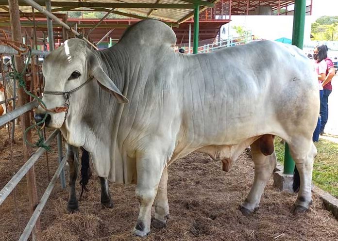 Foto: Entrevista sobre Feria Ganadera Juigalpa 2024