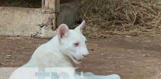 Foto: Itzae, una puma blanca en el zoológico de Juigalpa / TN8