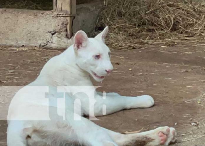 Foto: Itzae, una puma blanca en el zoológico de Juigalpa / TN8