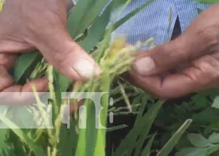 Foto: Capacitación del MAG con productores de Nandaime / TN8