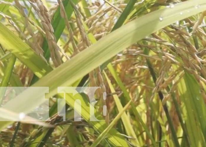 Foto: Capacitación del MAG con productores de Nandaime / TN8