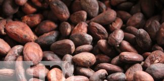 Foto: Productores locales comparten procesos de cultivo y producción del cacao/ TN8