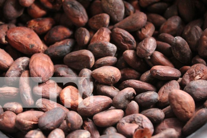 Foto: Productores locales comparten procesos de cultivo y producción del cacao/ TN8