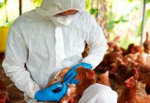Foto: Confirman la primera muerte humana por gripe aviar y se dio México/ C