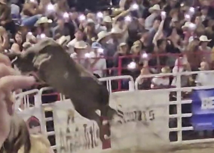 Toro causa caos en una arena de Oregon