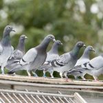 Una ciudad de Alemania decide exterminar a sus palomas