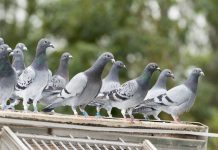 Una ciudad de Alemania decide exterminar a sus palomas