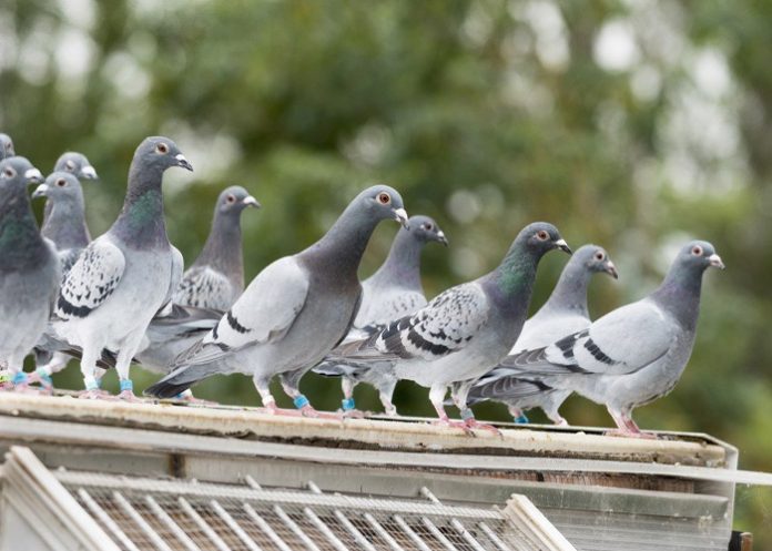 Una ciudad de Alemania decide exterminar a sus palomas