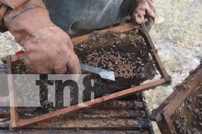 Apicultores de Diriomo ven crecimiento gracias a programas gubernamentales