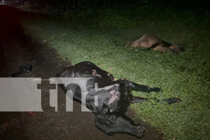 Foto: Impactante accidente en Acoyapa, Chontales, deja 13 semovientes muertos/TN8