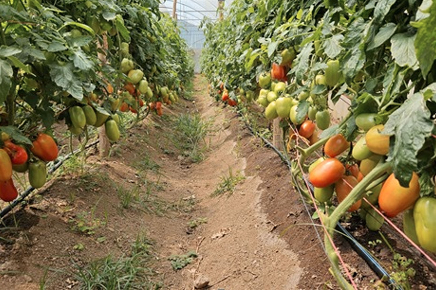 Foto: Nicaragua registra exitosa producción de hortalizas para junio /Cortesía