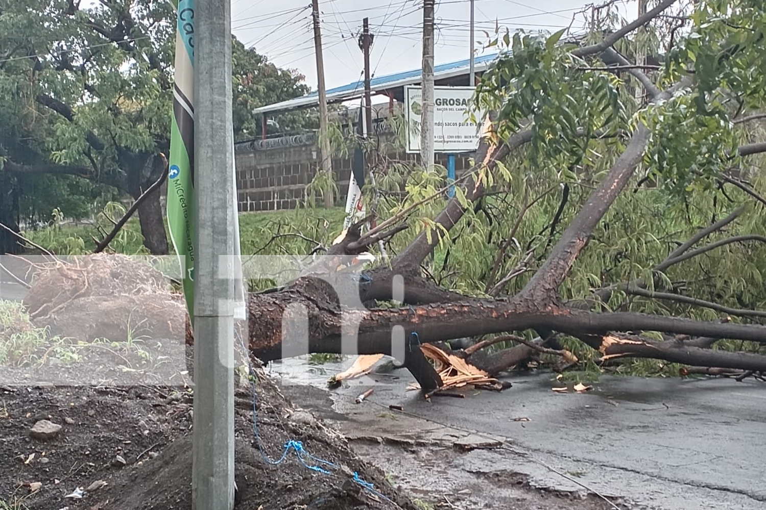 Árbol histórico sucumbe ante la fuerza de la naturaleza en Carretera a Xiloá, Managua