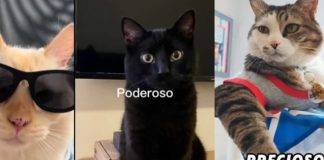 Foto: El trend de TikTok que le dio la vuelta al mundo /cortesía