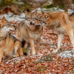 Lobos atacan a una mujer en un zoológico de Francia