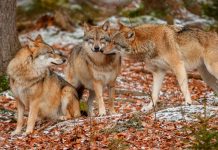 Lobos atacan a una mujer en un zoológico de Francia