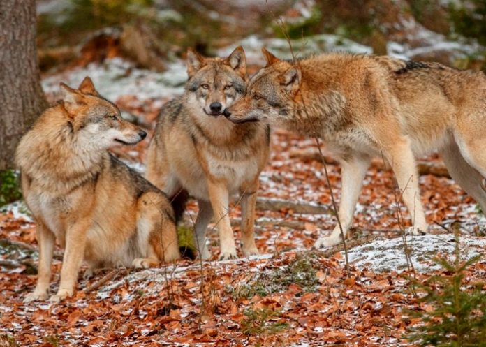 Lobos atacan a una mujer en un zoológico de Francia