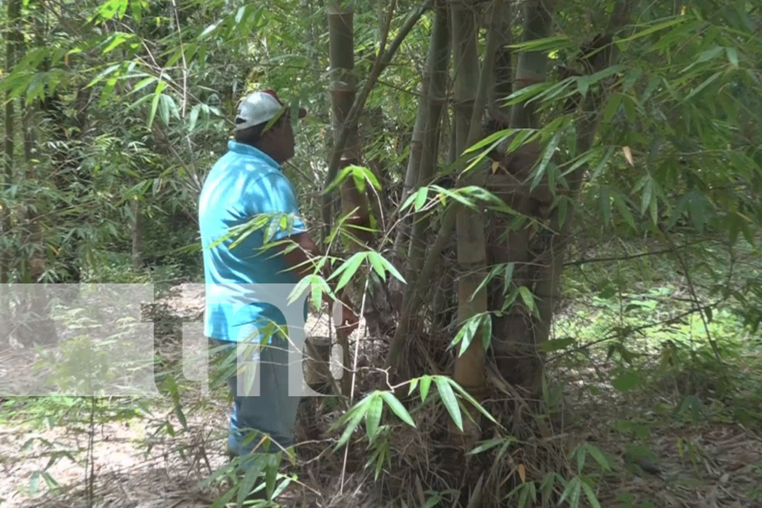 Foto: MEFCCA impulsa la producción de bambú en Palo Quemado, Diriá/TN8